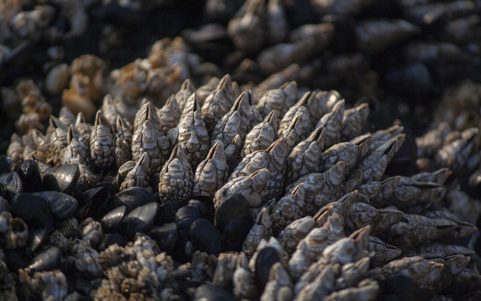 Canon EOS 350D (EOS Digital Rebel XT / EOS Kiss Digital N) sample photo. Barnacle, sea life, barnacles photography