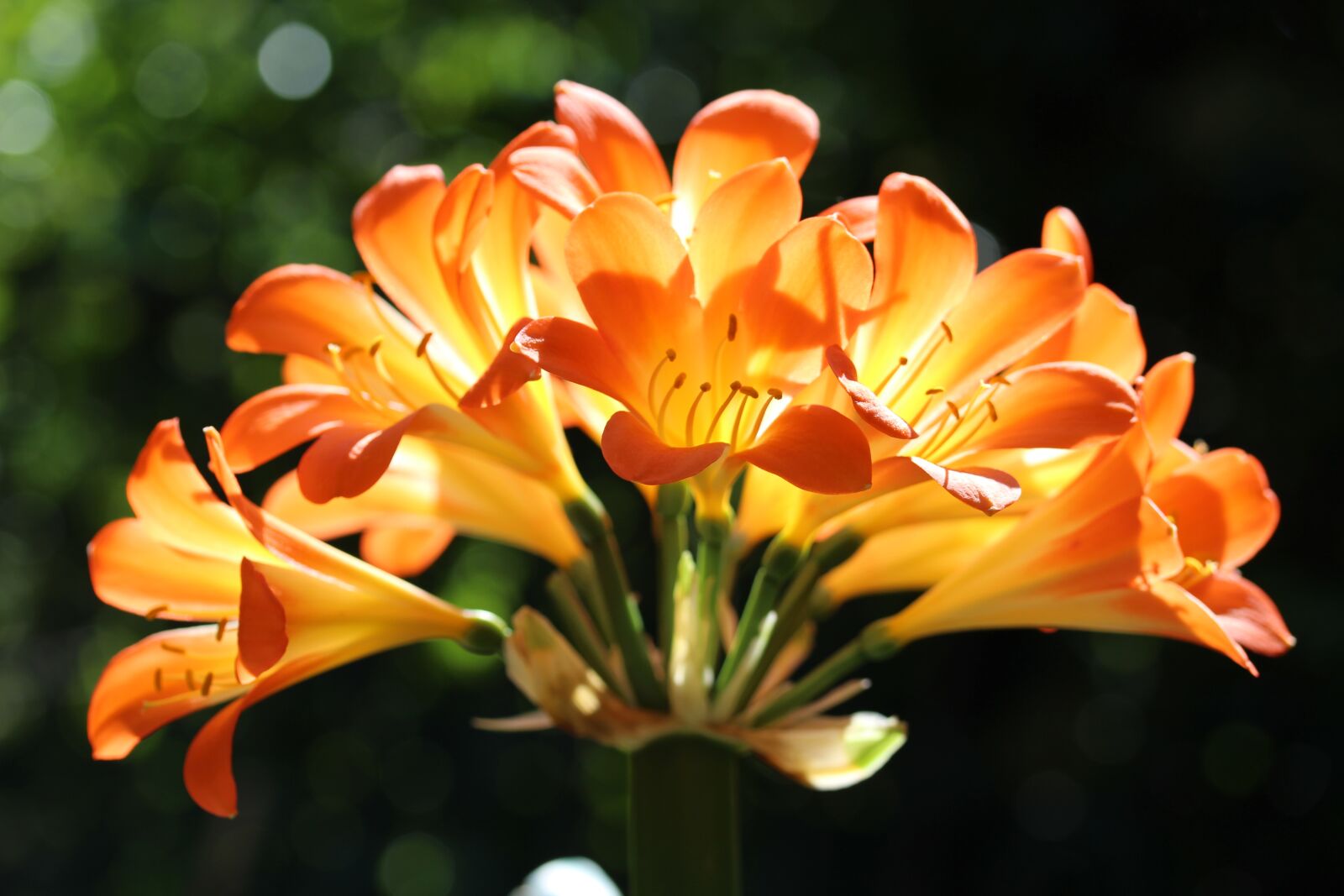 Canon EF-S 60mm F2.8 Macro USM sample photo. Clivea, natal lily, flowers photography