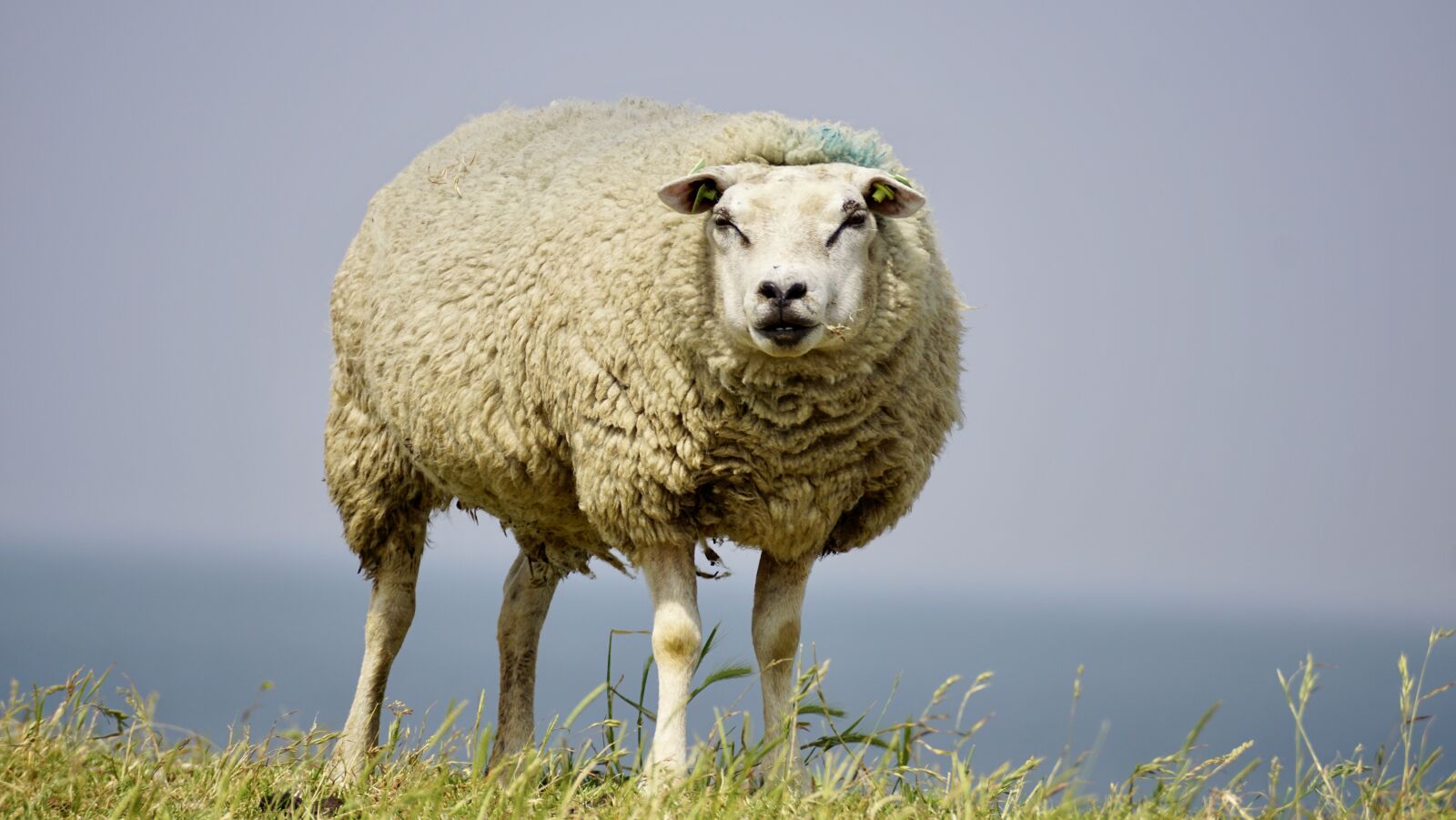Sony DT 55-300mm F4.5-5.6 SAM sample photo. Sheep, wool, concerns photography