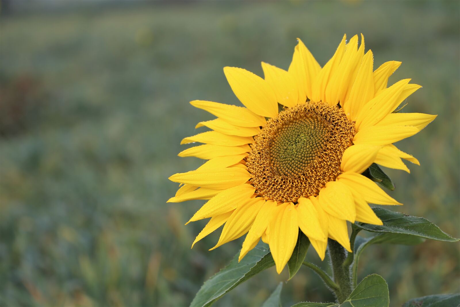Canon EOS 6D sample photo. Sunflower, morning, meadow photography
