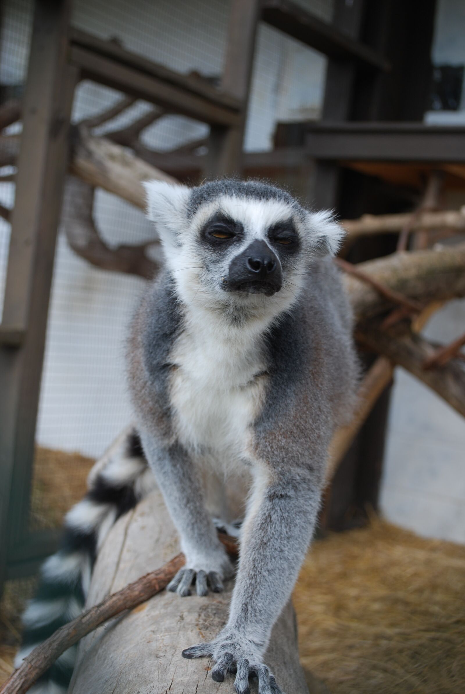 Nikon D60 sample photo. Lemur, zoo, animal photography