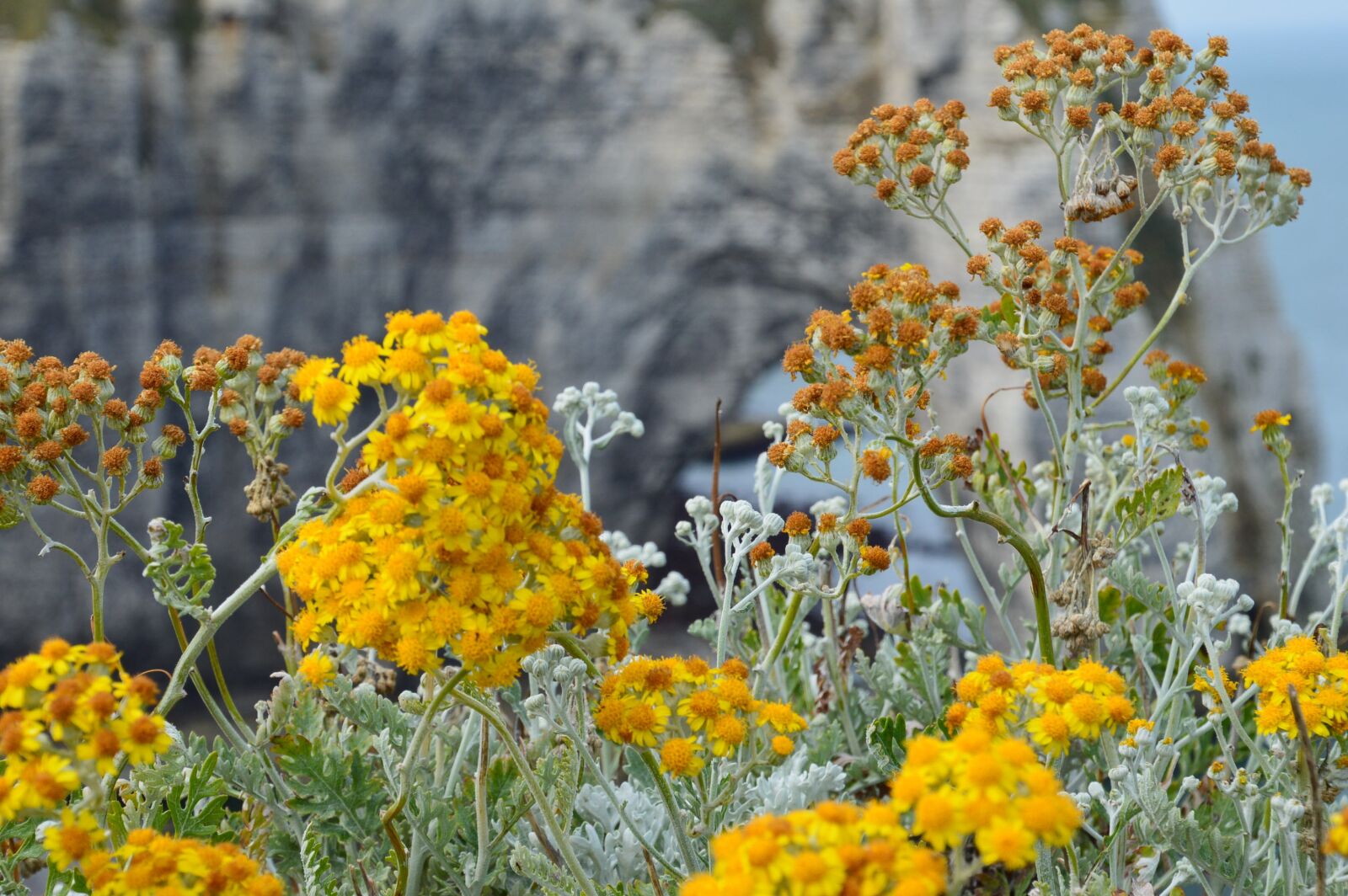 Nikon D3200 sample photo. Sea, flowers, nature photography