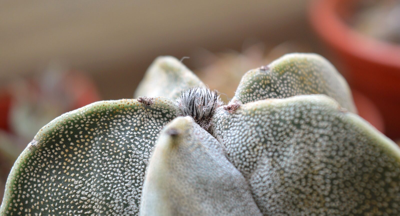 Nikon D3200 sample photo. Astrophytum, cactus, succulent photography