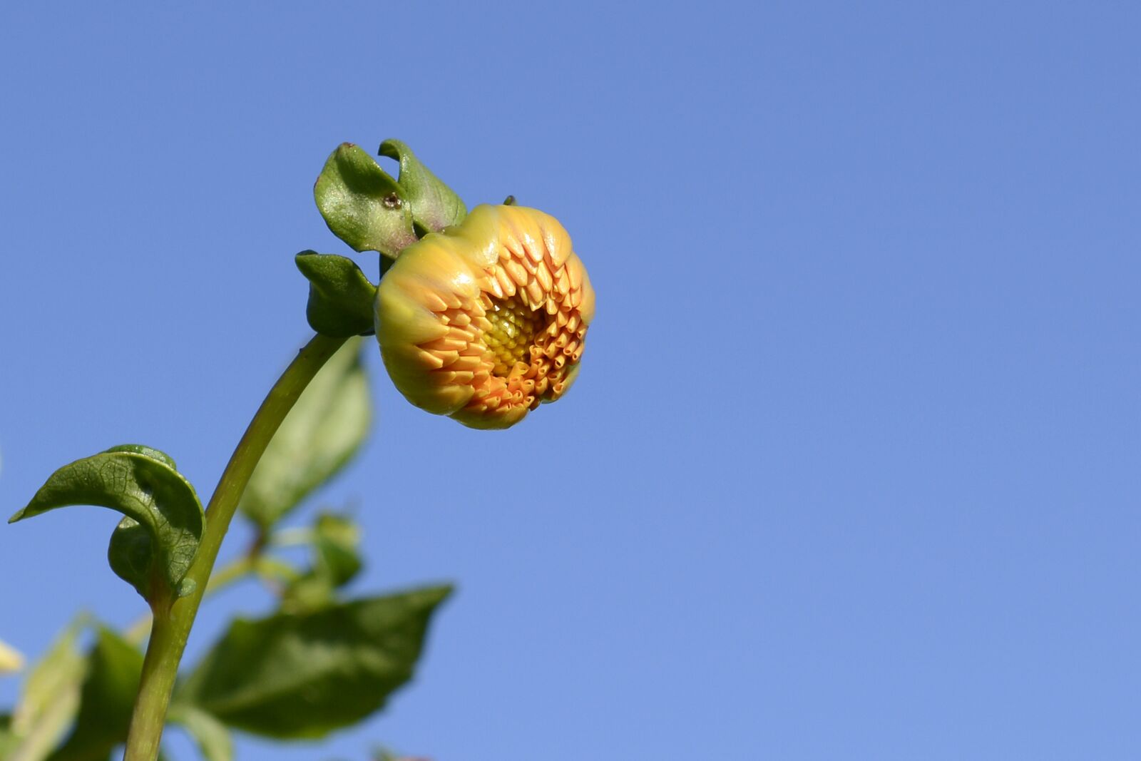 Nikon D7100 sample photo. Dahlia, flower, bud photography