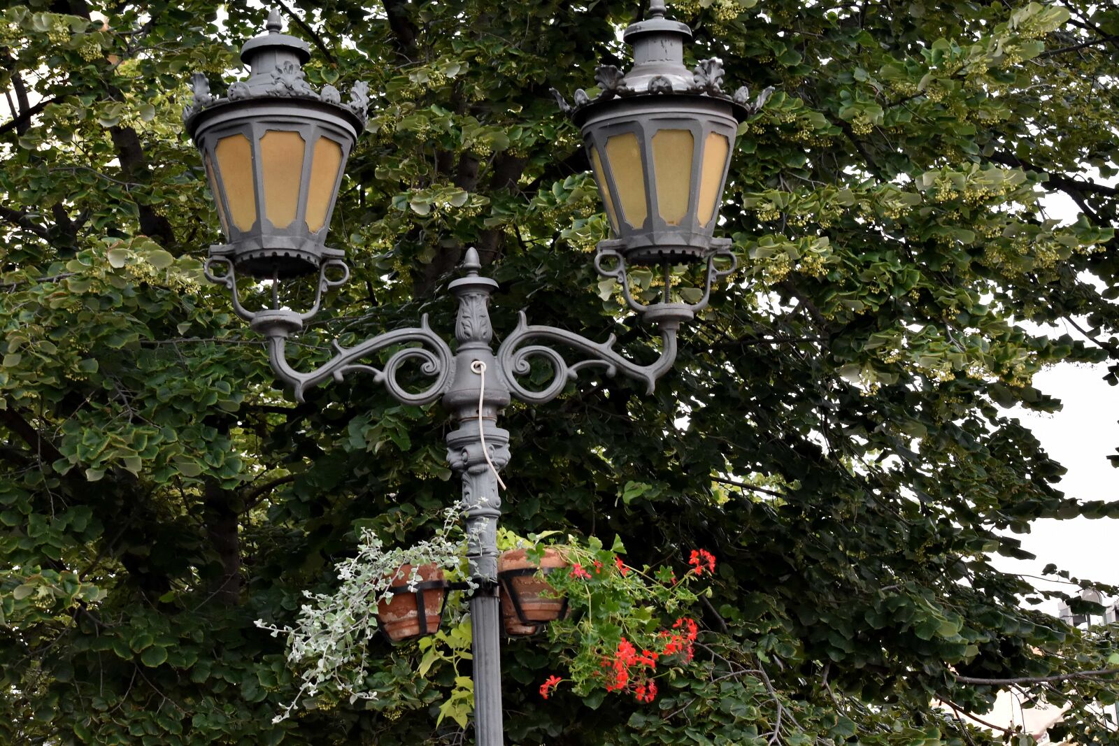 Nikon D5500 sample photo. Daylight, flowerpot, lamp, street photography