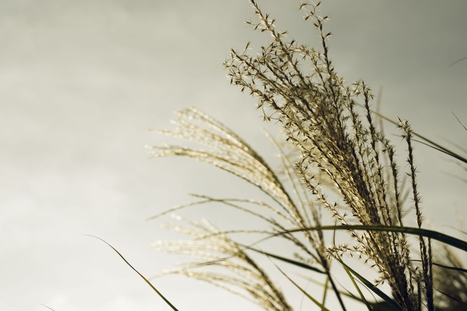 Nikon D5600 sample photo. Herbs pampa, feather duster photography