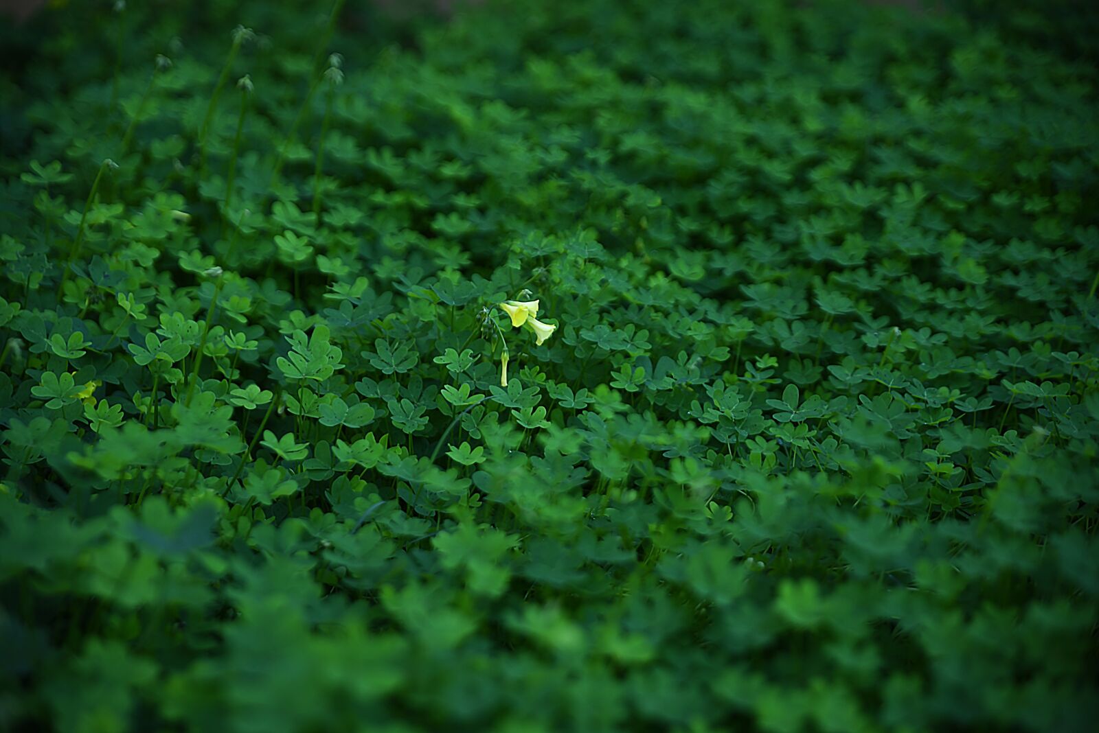 Nikon D750 sample photo. Leaf, flora, nature photography