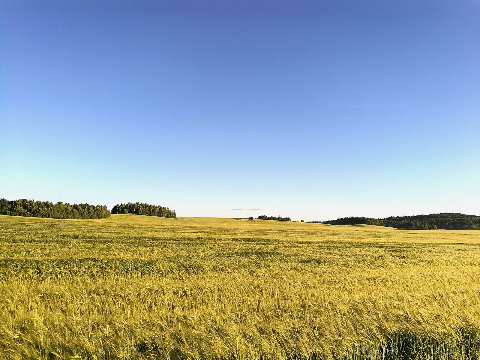 HUAWEI P9 sample photo. Field, summer, meadow photography
