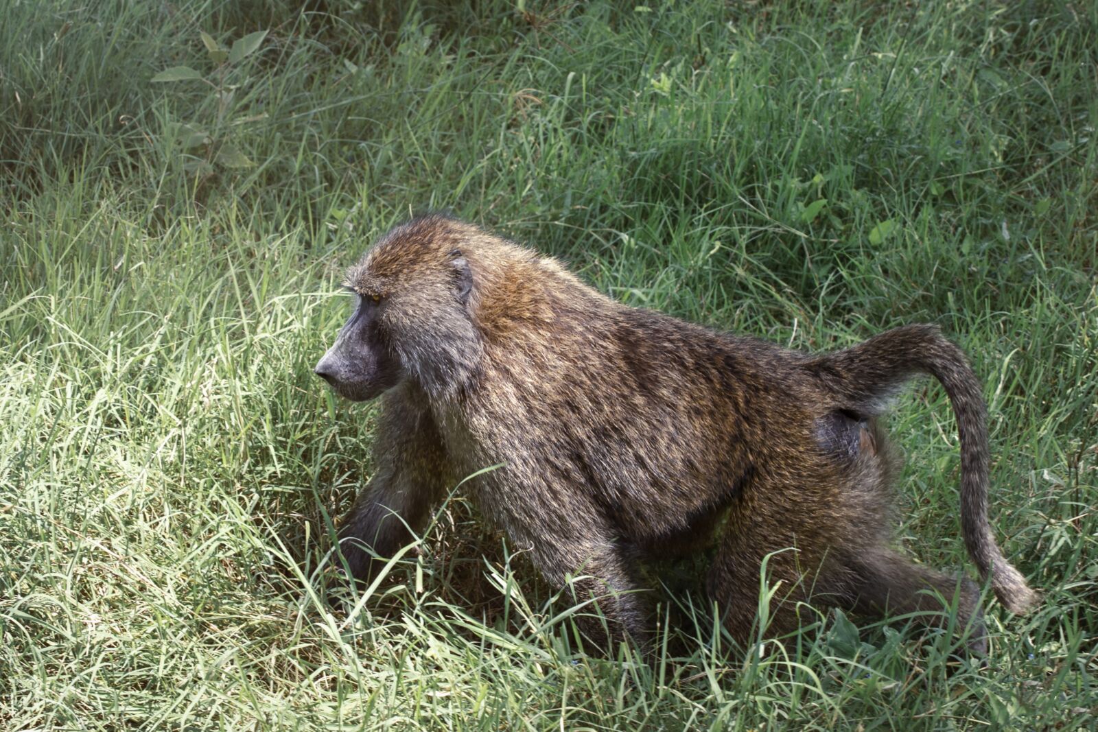 Nikon D3S sample photo. Monkey, animal, baboon photography