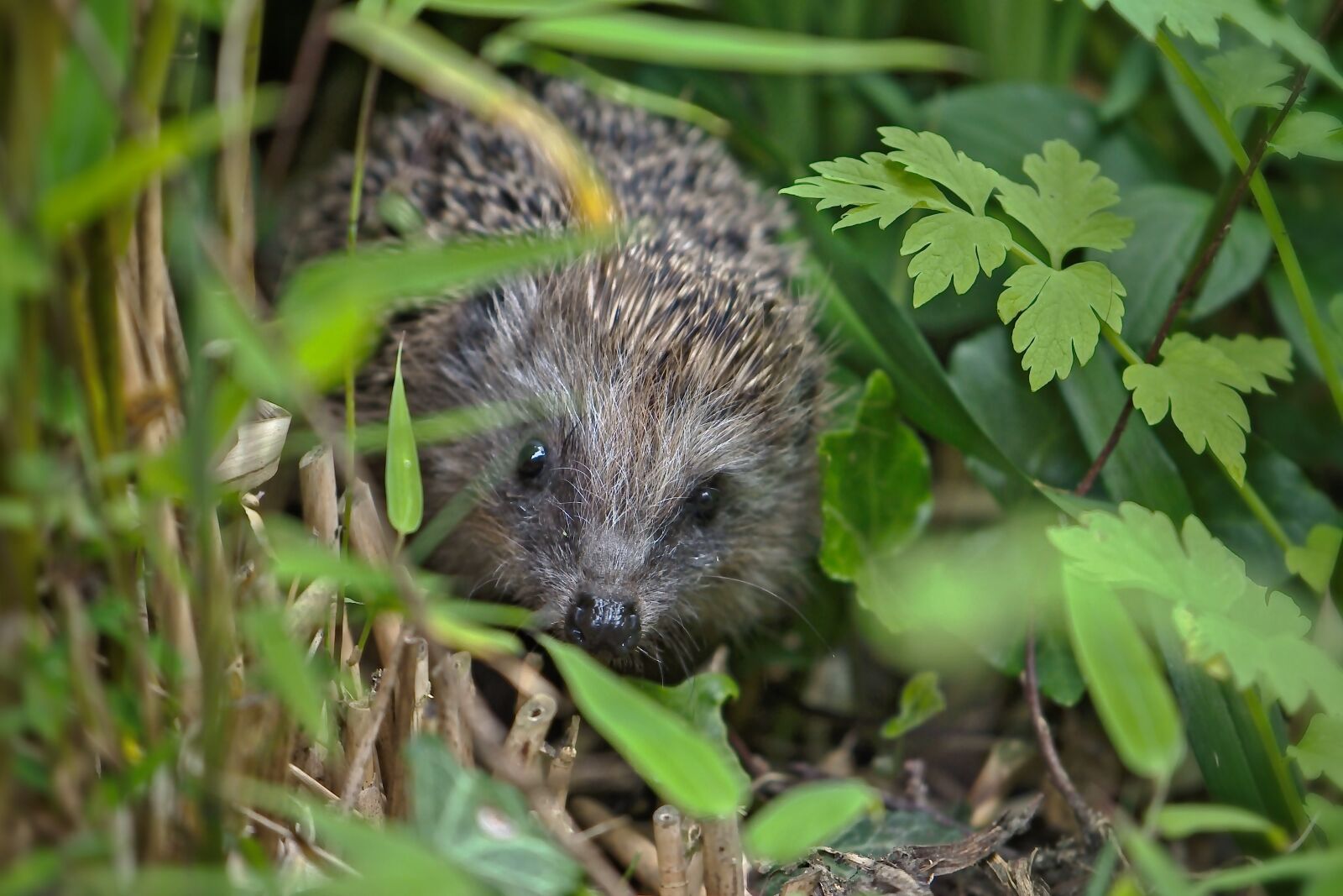 Nikon D5600 sample photo. Hedgehog, hannah, animal photography
