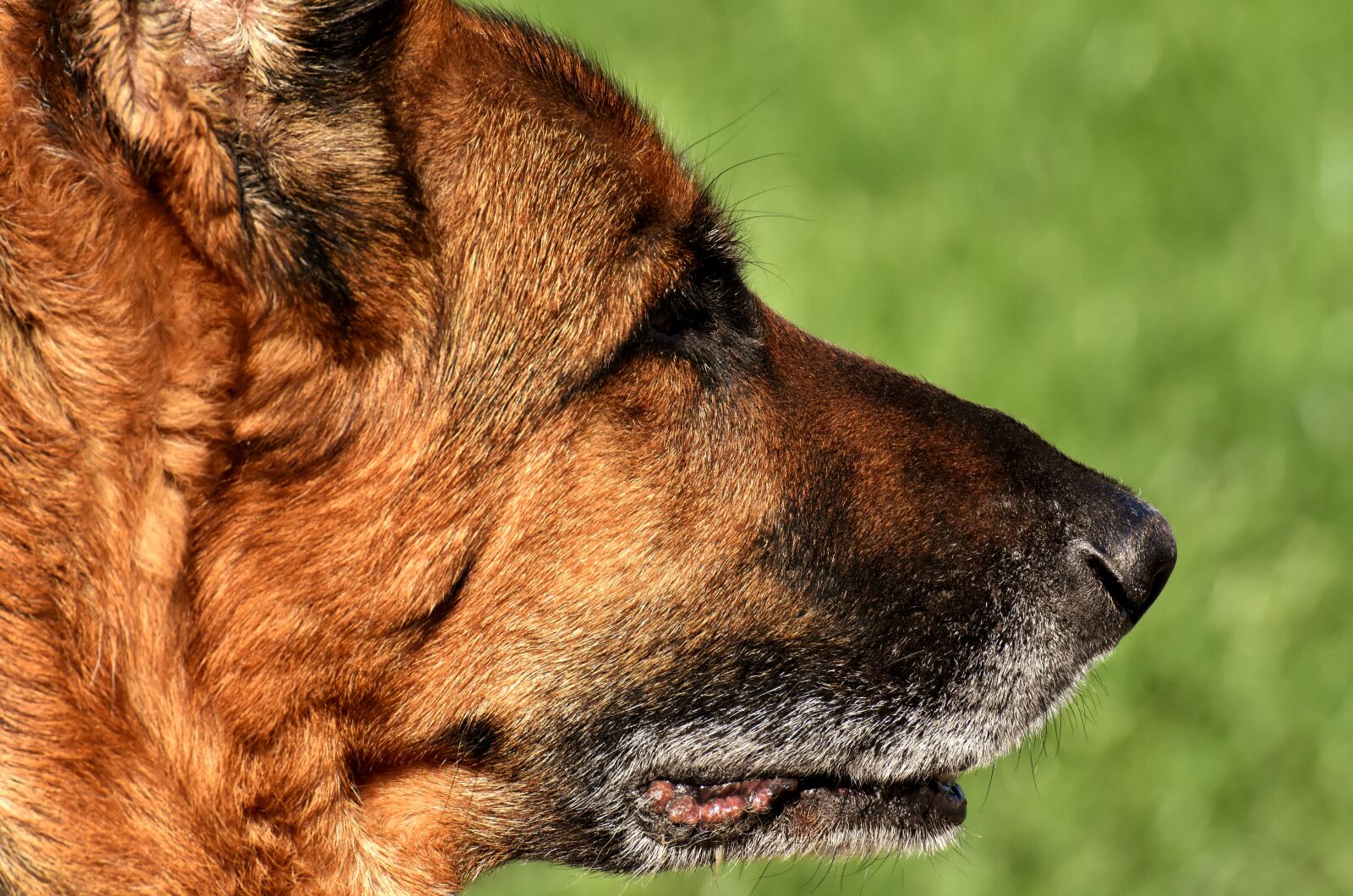 Nikon D7200 sample photo. Dog, sch fer dog photography