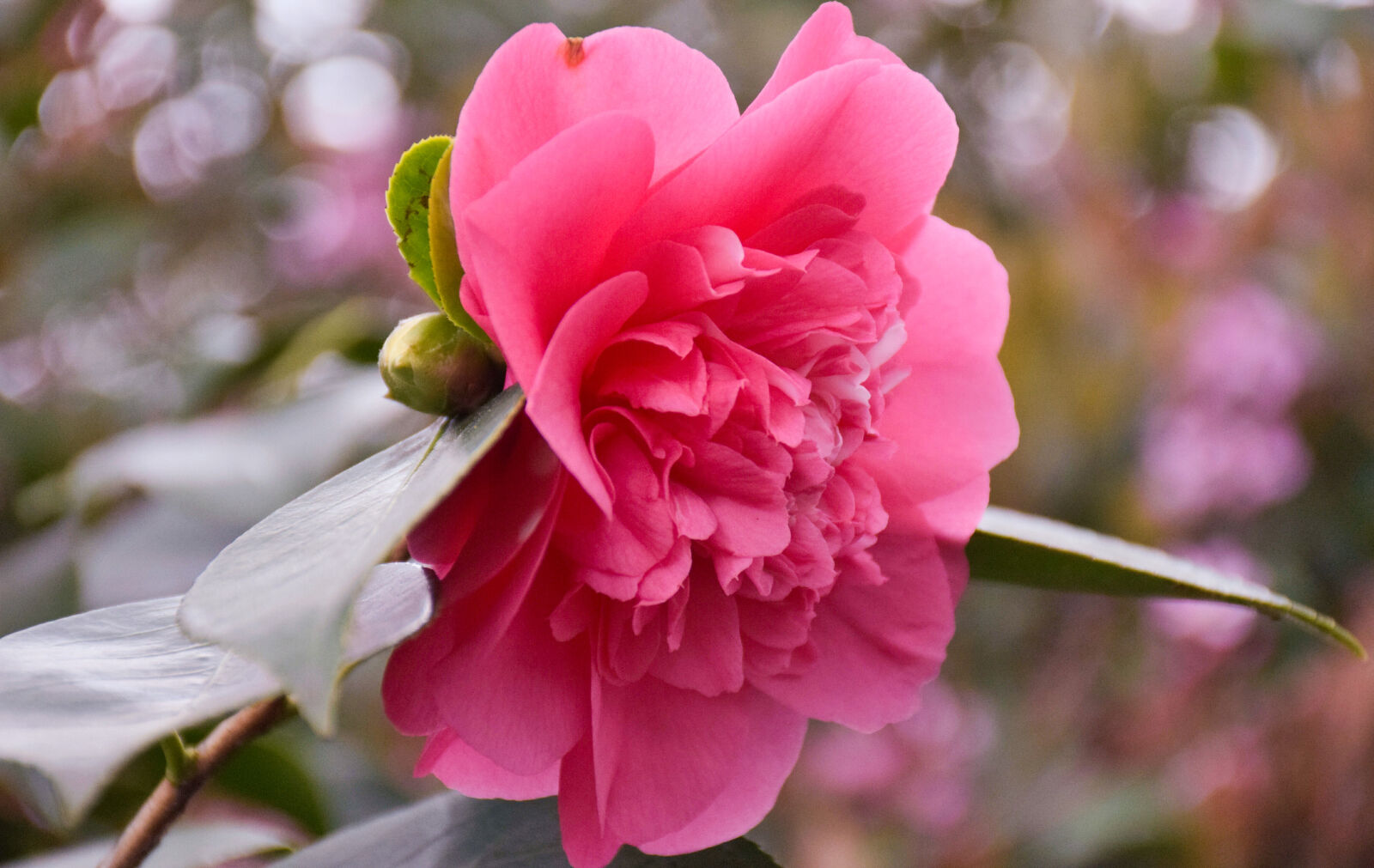 Nikon D5300 sample photo. Beautiful, beautiful, flowers, blooming photography