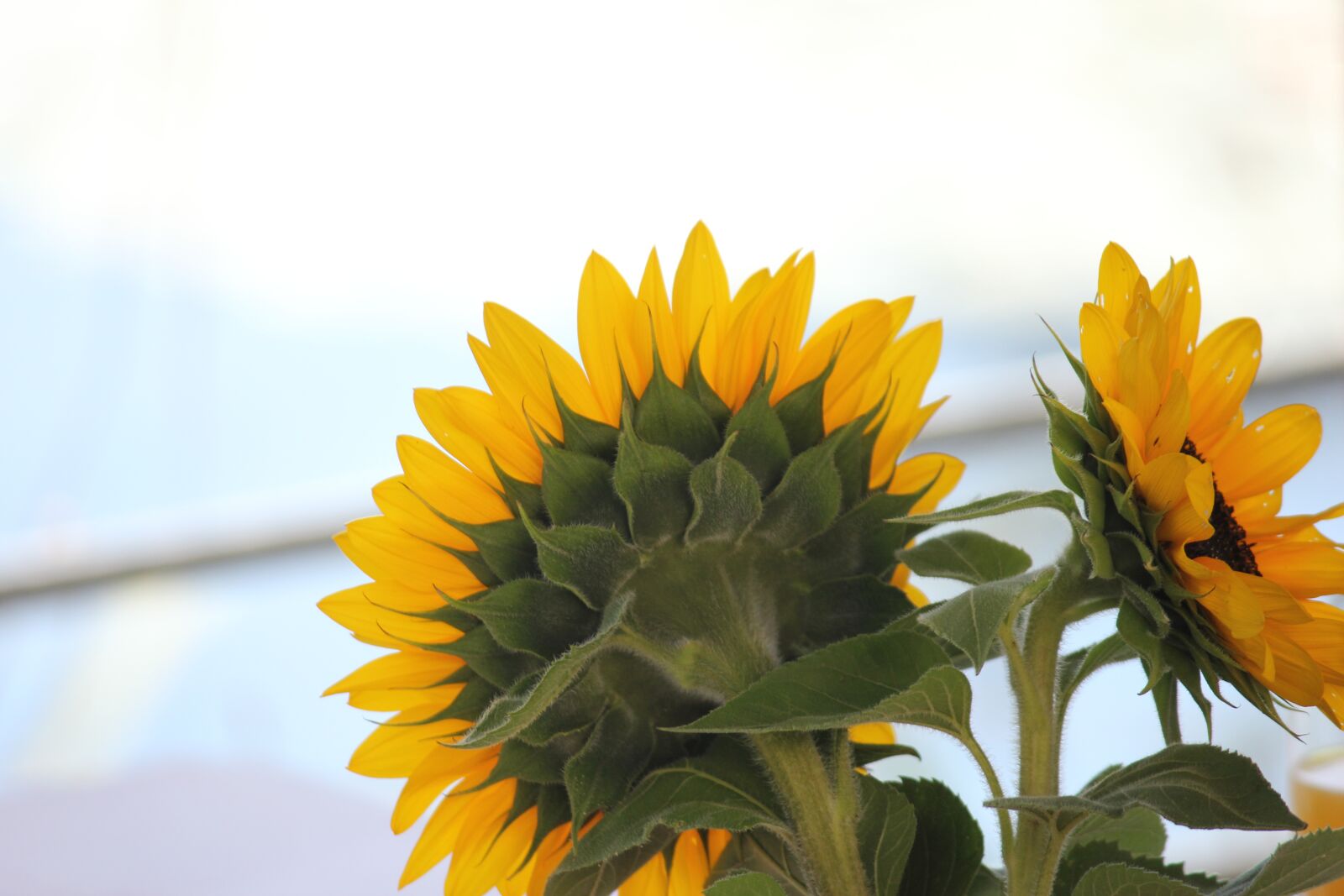 Canon EOS 550D (EOS Rebel T2i / EOS Kiss X4) sample photo. Nature, plant, flower photography