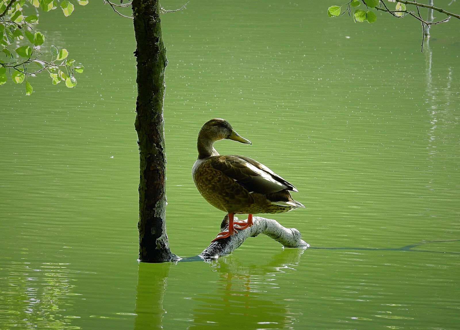 Nikon Coolpix P900 sample photo. Duck, lake, bird photography