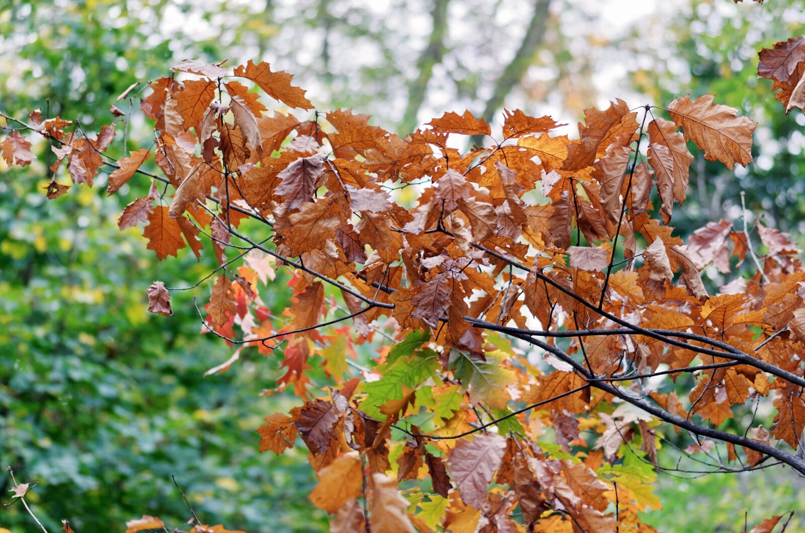Nikon D5100 sample photo. Leaves, dry, rust photography