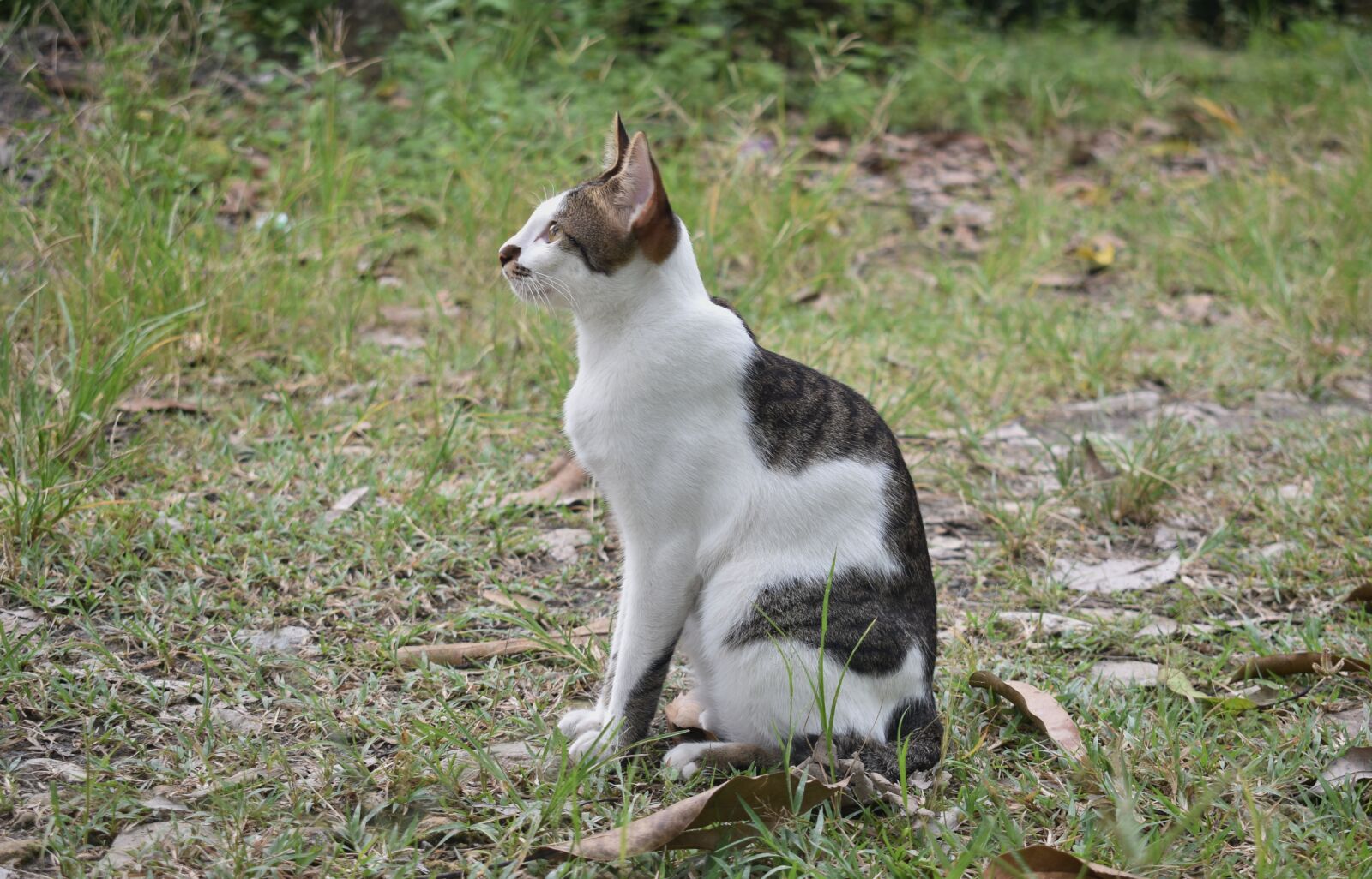 Nikon D3400 sample photo. Cat, animal, pet photography