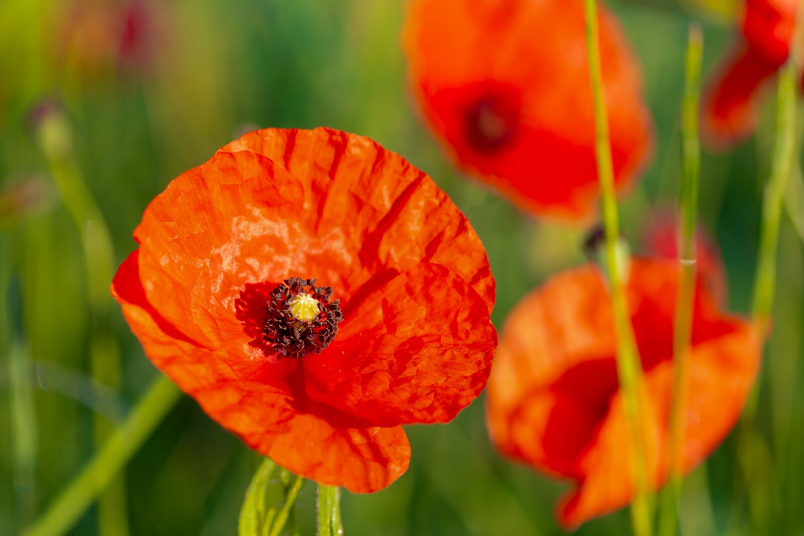 Nikon D750 sample photo. Poppy, flower, red photography