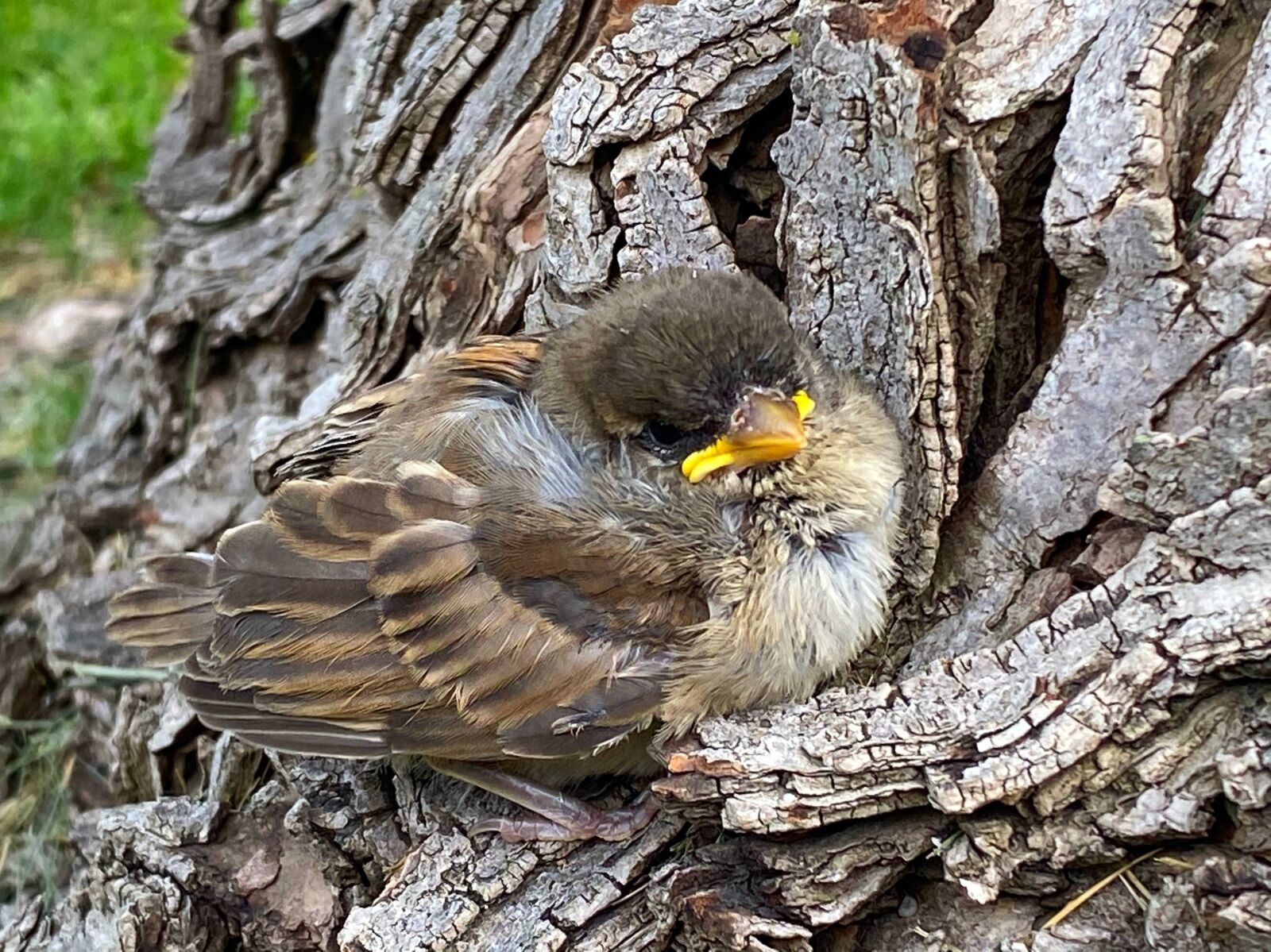 iPhone 11 Pro Max back triple camera 4.25mm f/1.8 sample photo. Baby bird, cute, nature photography