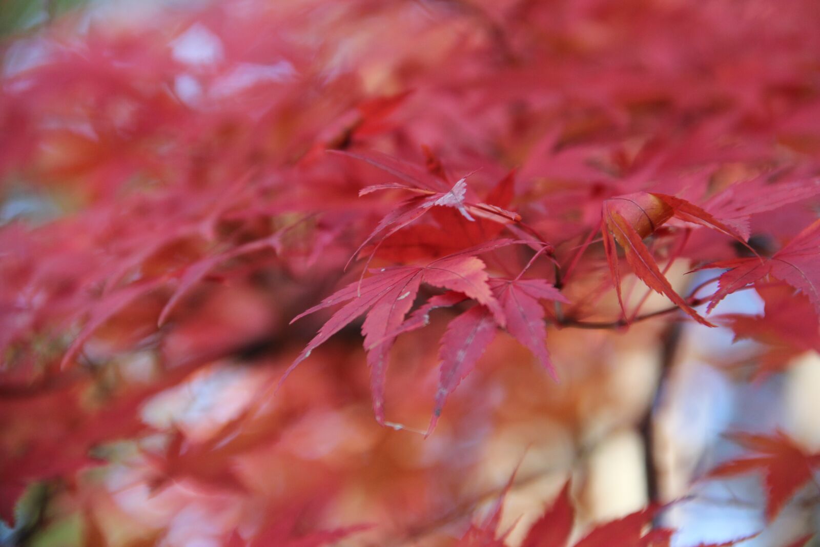 Canon EOS 60D sample photo. Nature, leaf, season photography