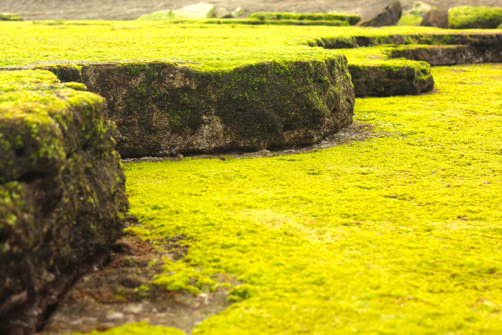 Canon EOS 600D (Rebel EOS T3i / EOS Kiss X5) sample photo. Coastal, rock, moss photography