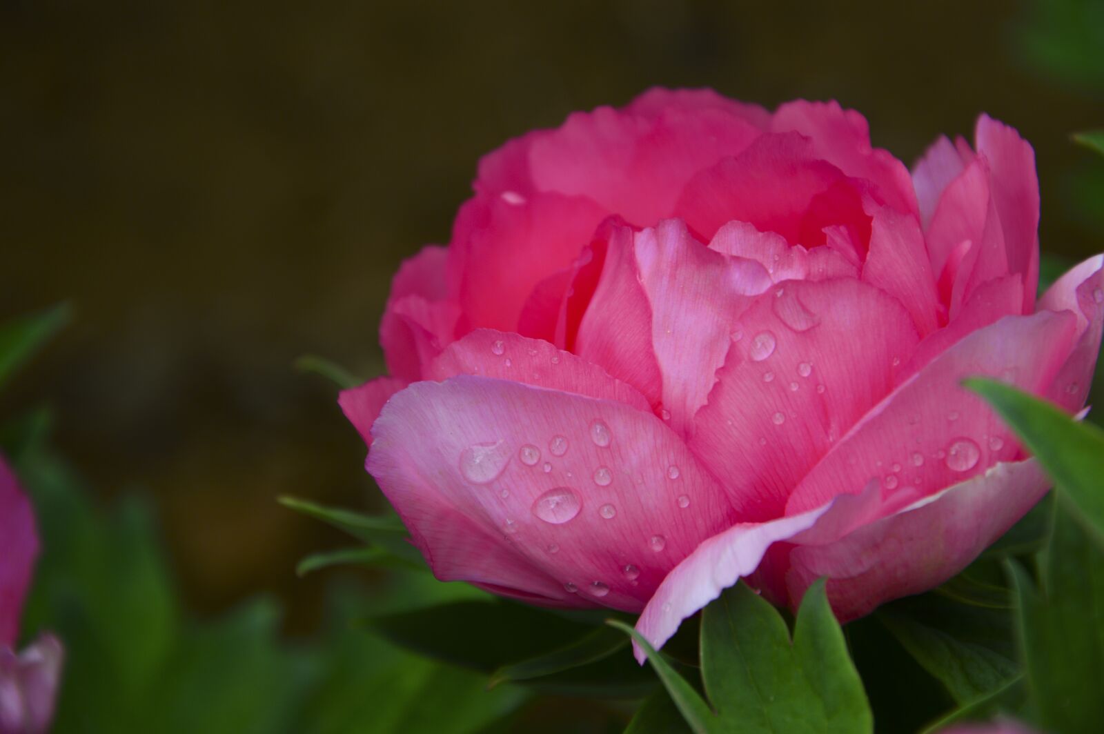 Nikon D3200 sample photo. Peony, flowers, rain photography