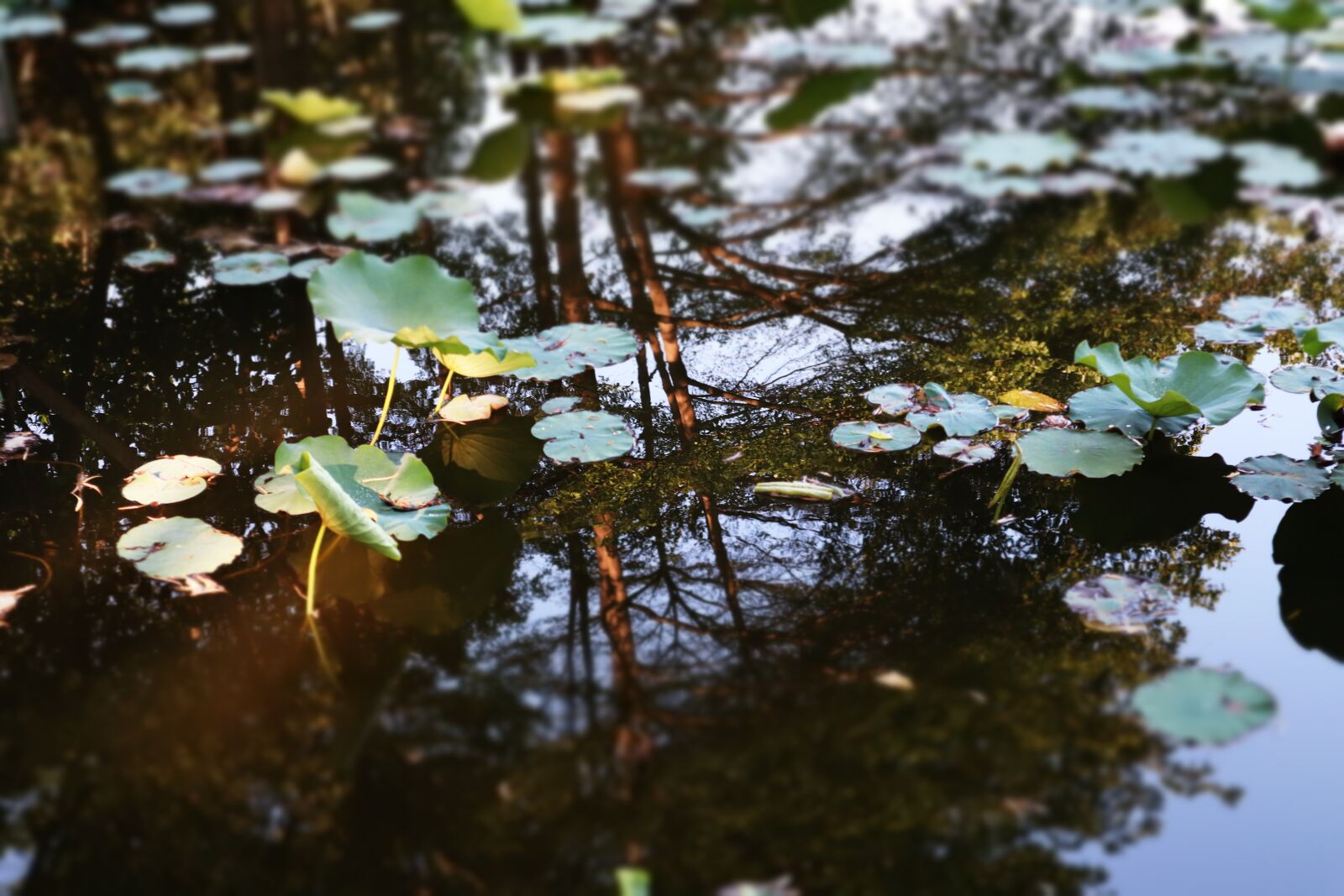 Canon EOS M50 (EOS Kiss M) sample photo. Lotus, reflection, light photography