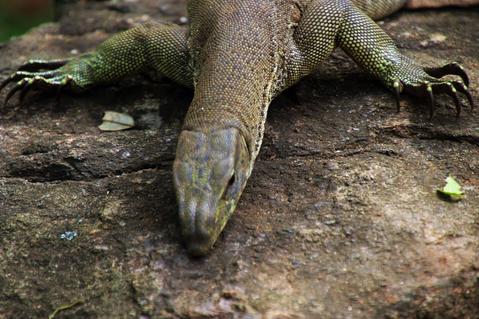 Canon EOS 80D sample photo. Iguanas, reptiles, nature photography