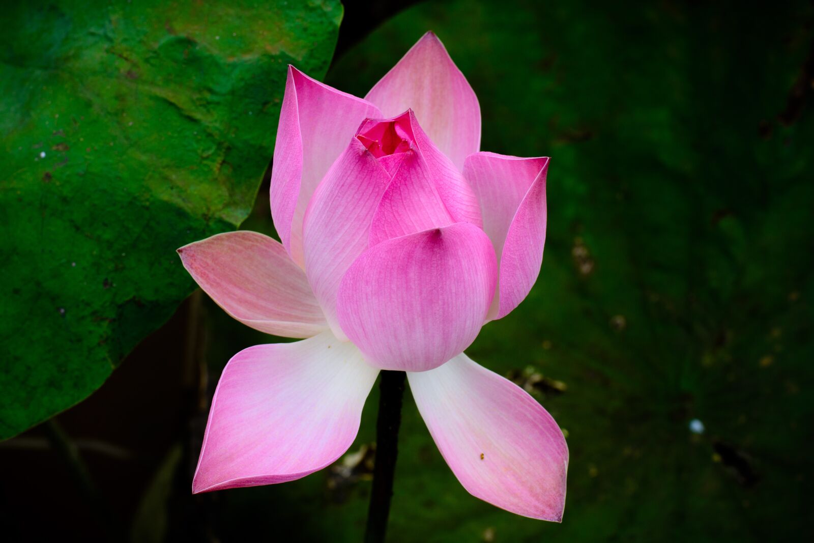 Nikon D7100 sample photo. Flower, pink, nelumbo nucifera photography
