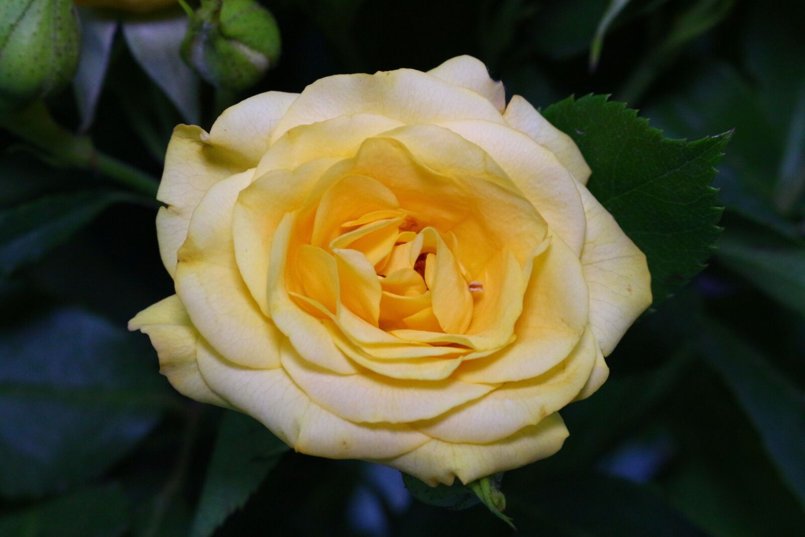 Canon EOS 700D (EOS Rebel T5i / EOS Kiss X7i) sample photo. Flower, rose, flora photography