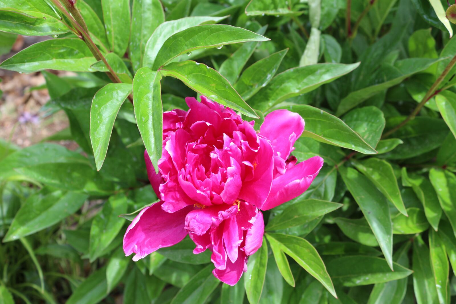 Canon EOS 650D (EOS Rebel T4i / EOS Kiss X6i) + Canon EF-S 18-55mm F3.5-5.6 IS II sample photo. Peony flower, pink, nature photography