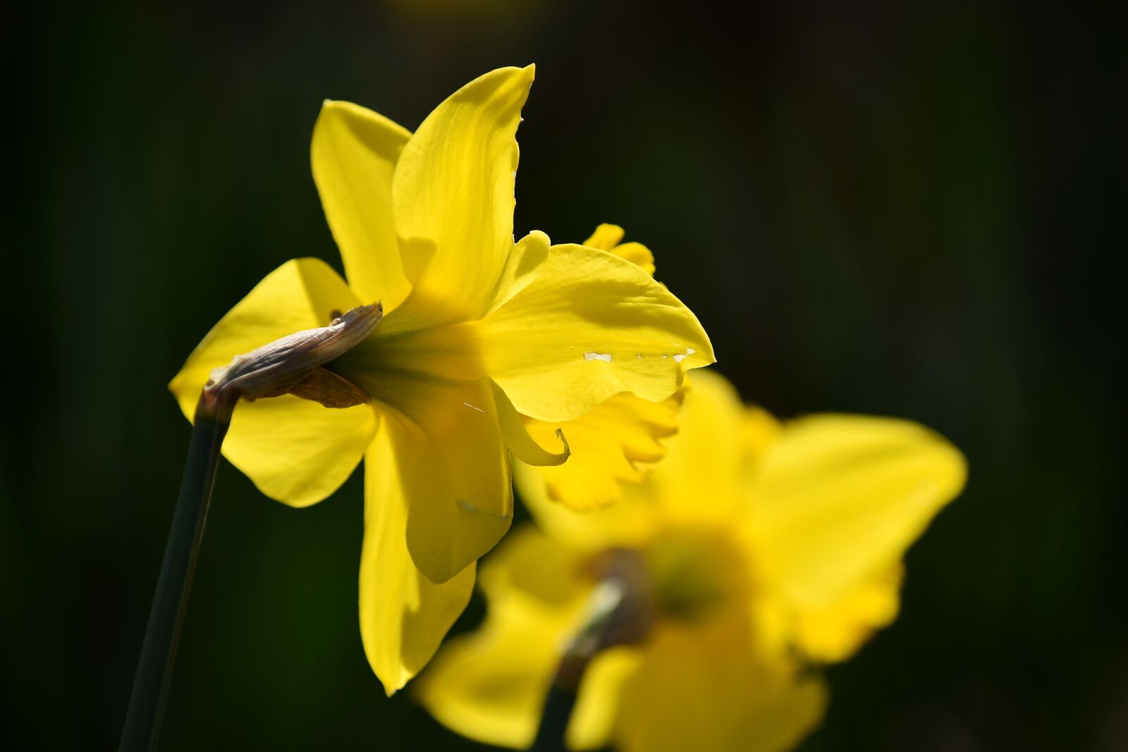 Nikon D5500 sample photo. Daffodil, flower garden, focus photography