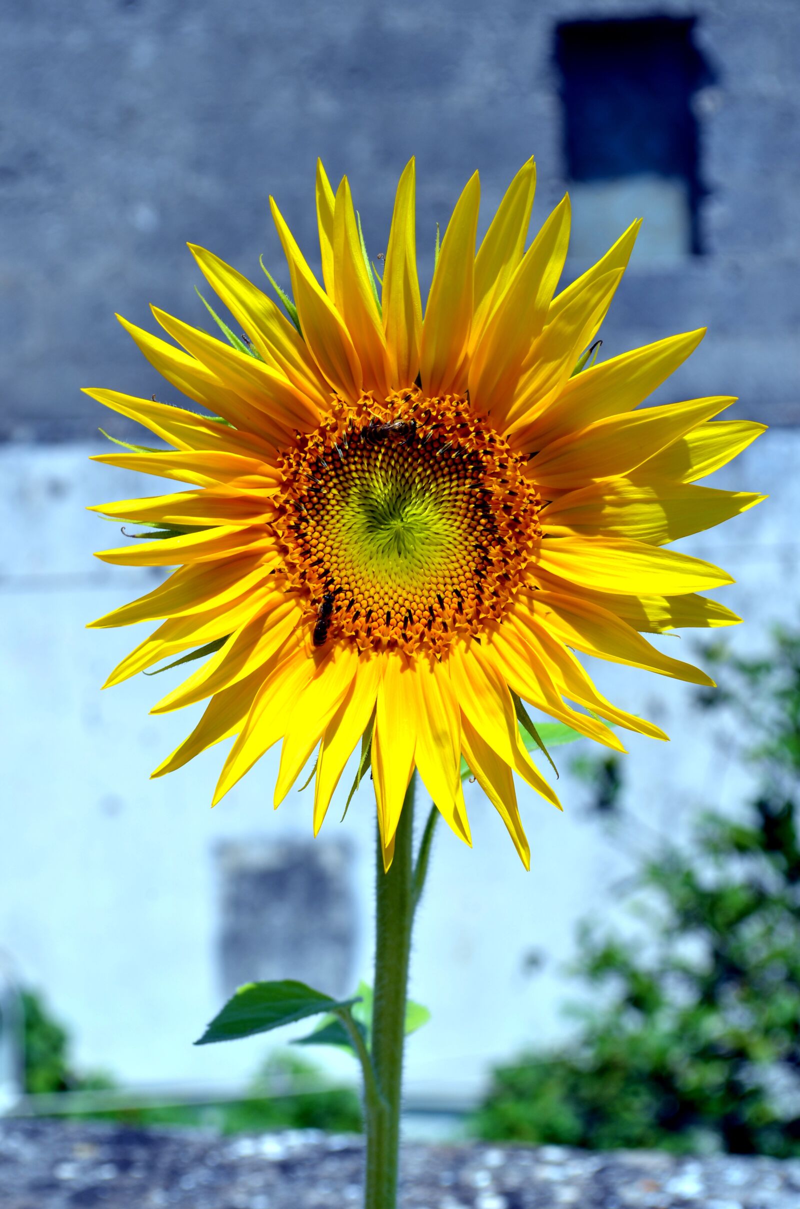 Nikon D5100 sample photo. Sunflower, terrace, flowers photography