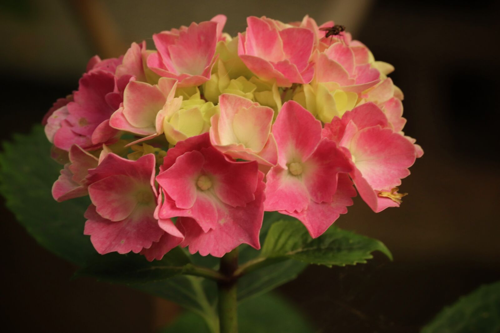 Canon EOS 800D (EOS Rebel T7i / EOS Kiss X9i) sample photo. Hydrangea, hydrangea flower, blossom photography