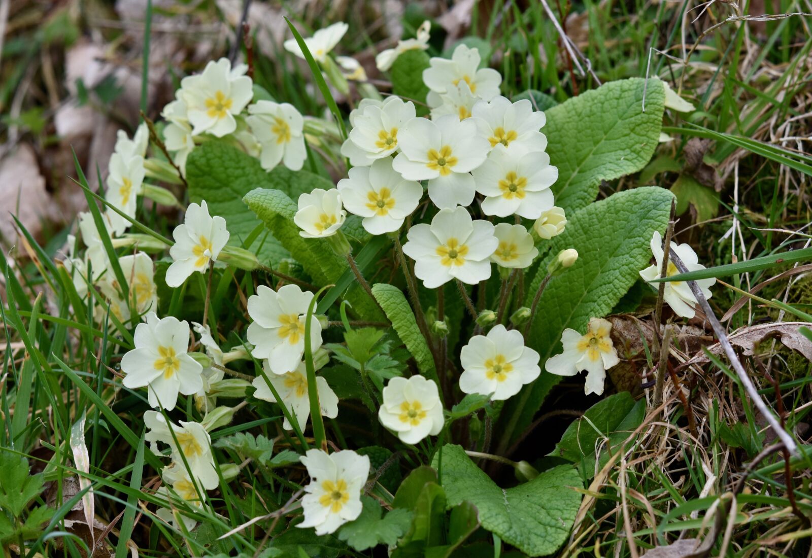 Nikon D5600 sample photo. Flower, flowers primroses, flowers photography