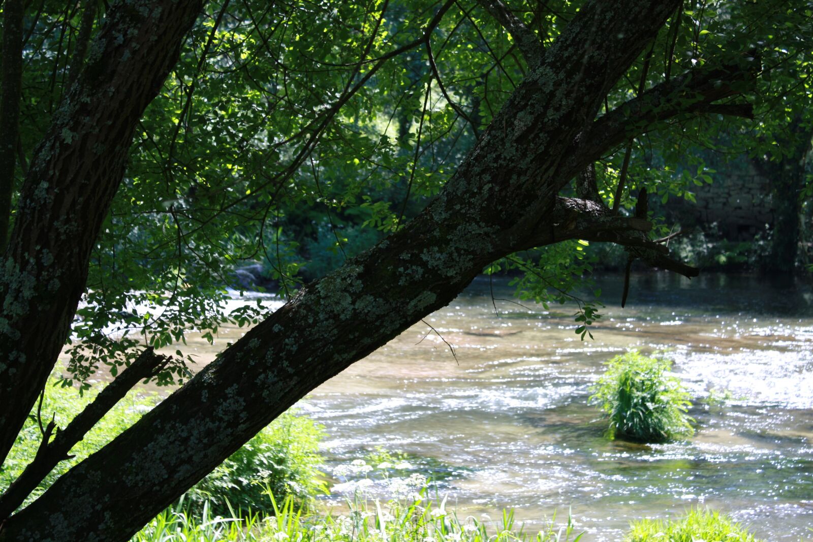 Canon EOS 1000D (EOS Digital Rebel XS / EOS Kiss F) sample photo. Tree, rio, water photography