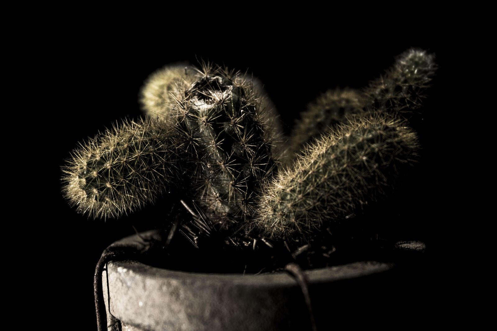 Canon EOS 1300D (EOS Rebel T6 / EOS Kiss X80) sample photo. Cactus, plant, dark photography