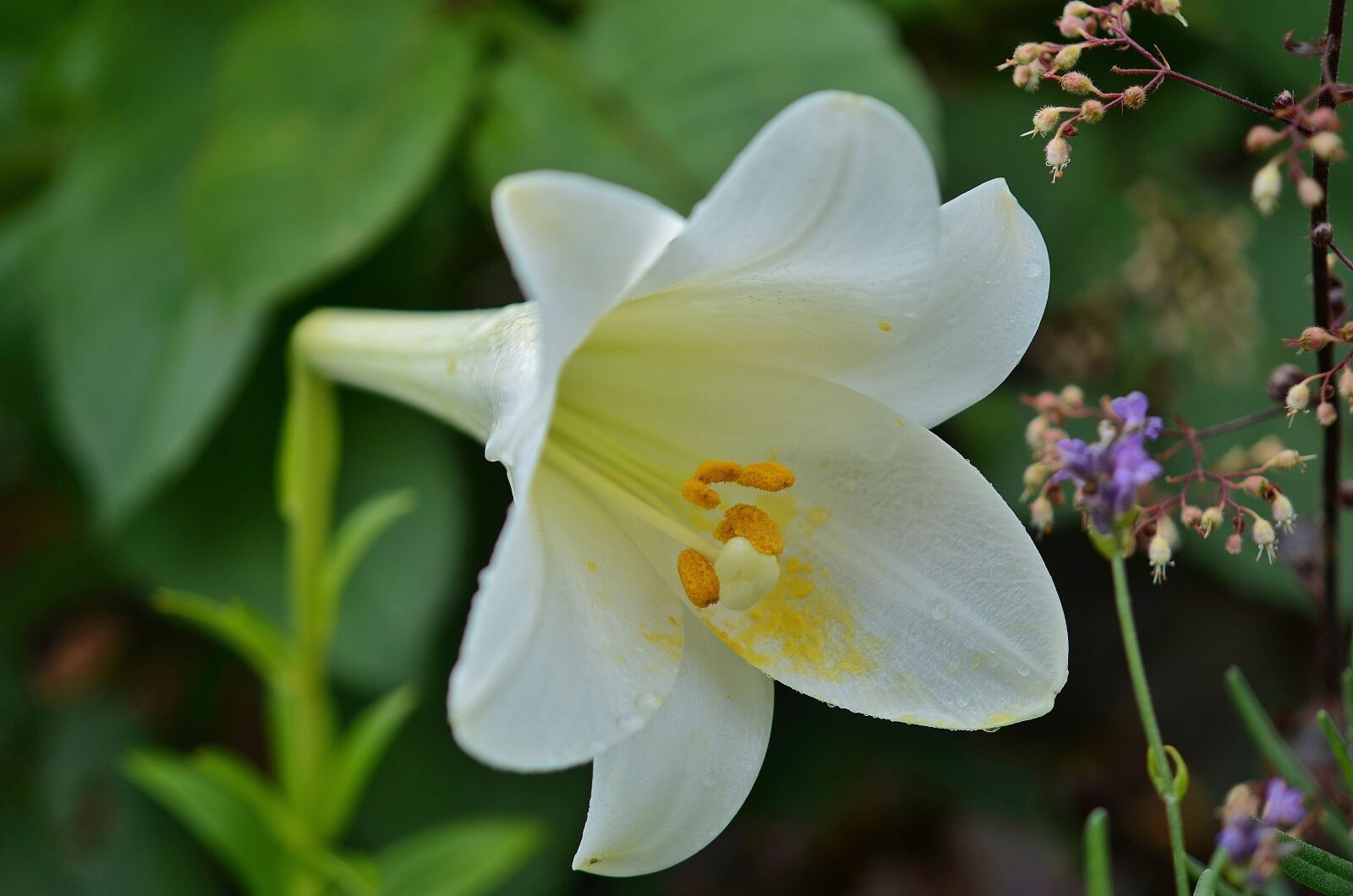Nikon D7000 sample photo. Flower, natur, spring photography