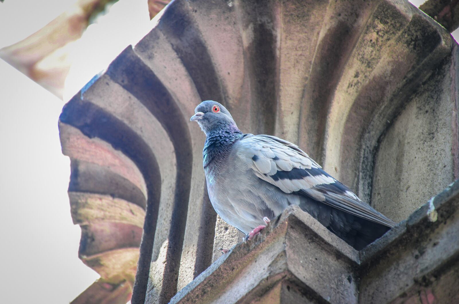 Nikon D7000 sample photo. Pigeon, bird, dove photography