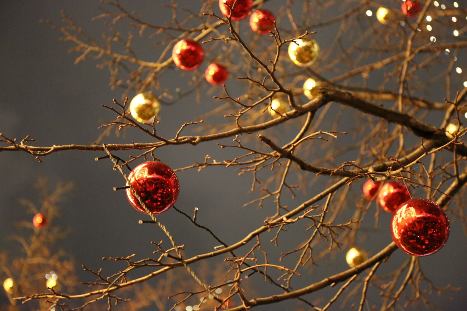 Canon EF 24-70mm F4L IS USM sample photo. Christmas tree, new year photography