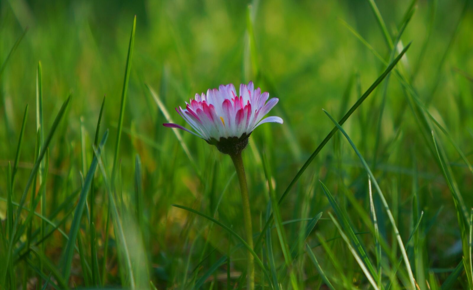 Sony Alpha a3000 + Sony E 18-55mm F3.5-5.6 OSS sample photo. Nature, plants, meadow photography
