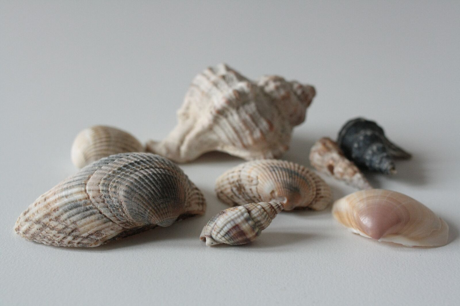Canon EOS 1000D (EOS Digital Rebel XS / EOS Kiss F) sample photo. Shells, shell, sea photography