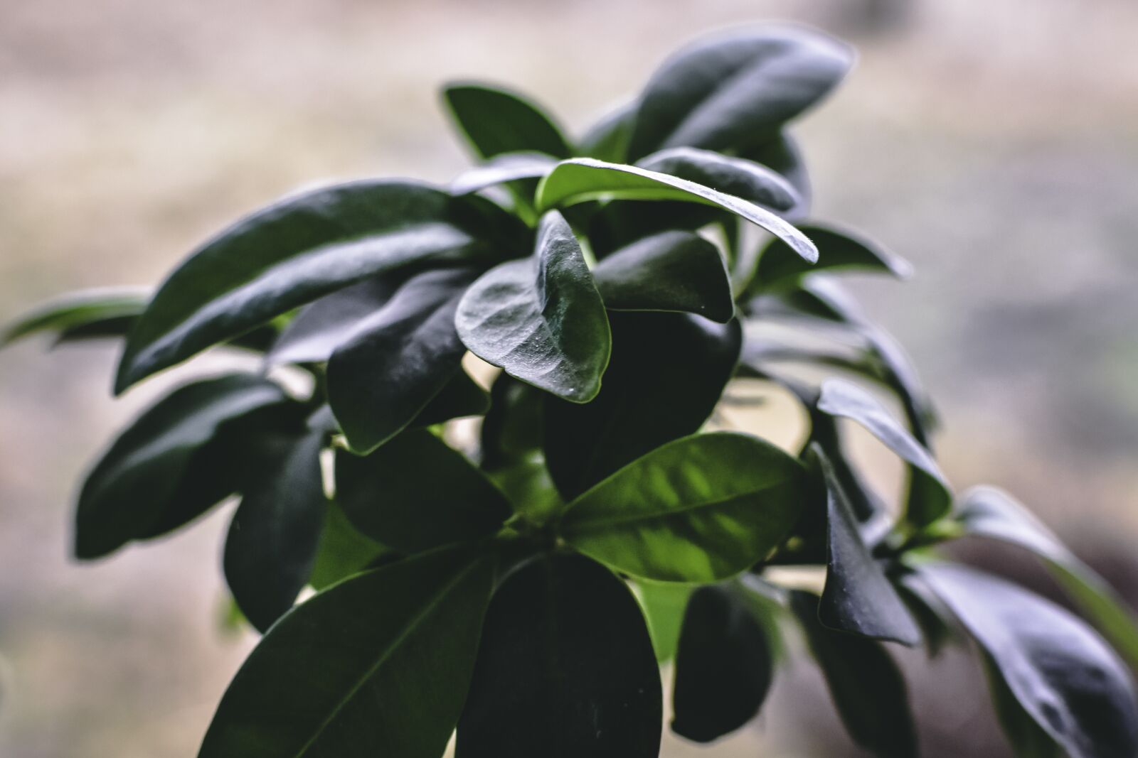 Nikon D7200 sample photo. Plant, green, evergreen photography