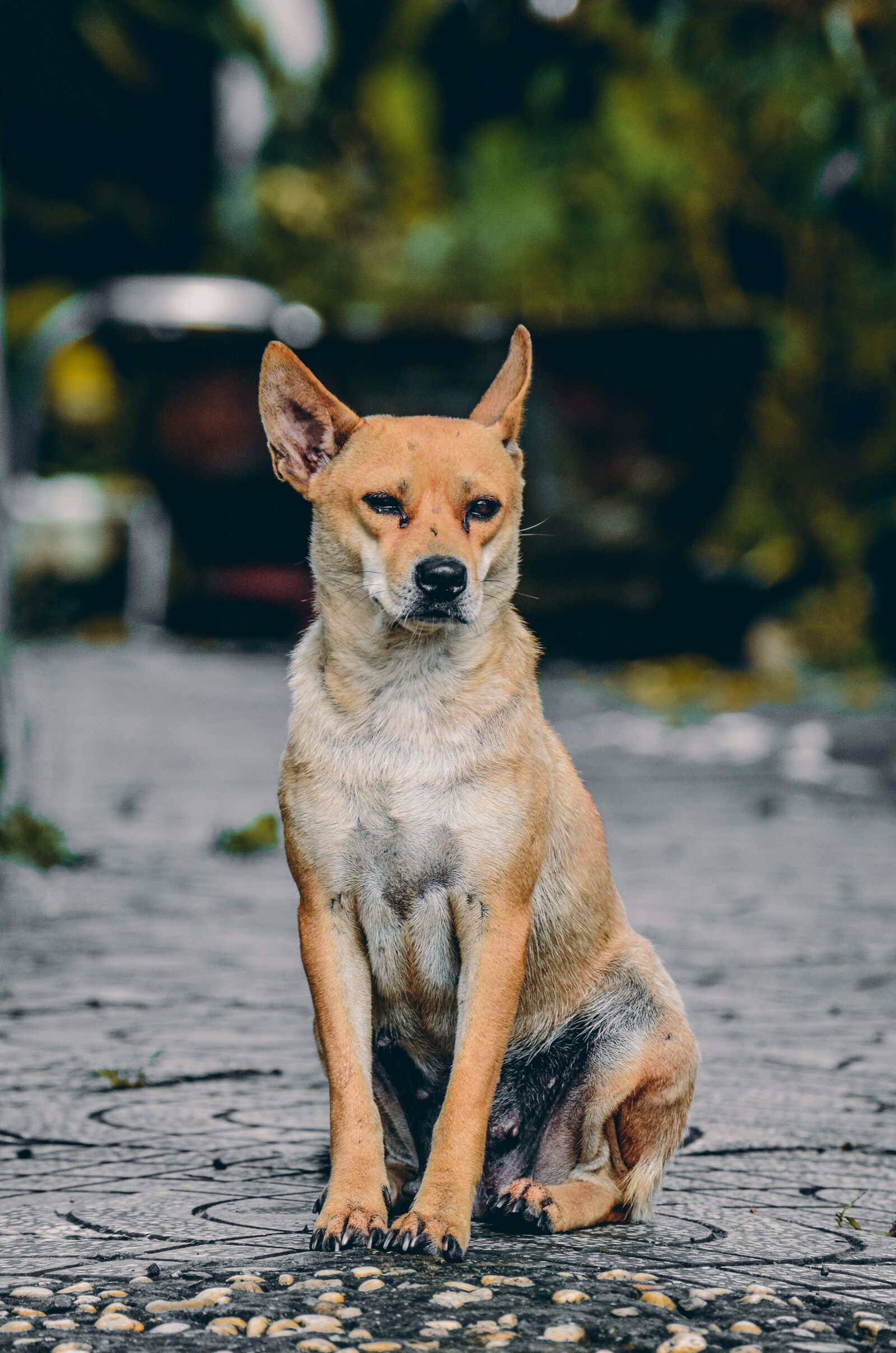 Nikon D7000 sample photo. Dog, animal, sad photography