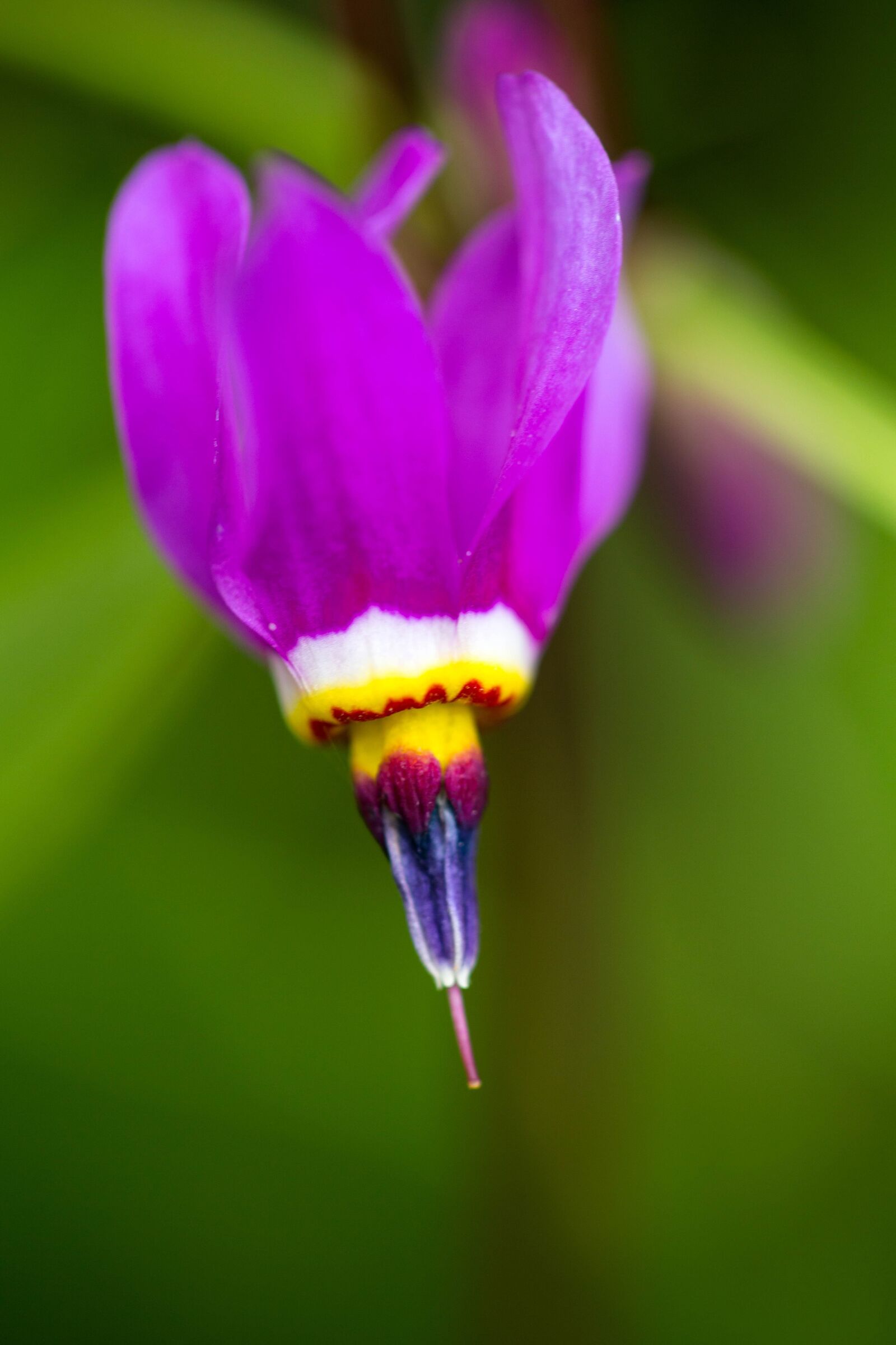 Canon EOS 6D sample photo. Purple, shooting, star, flower photography