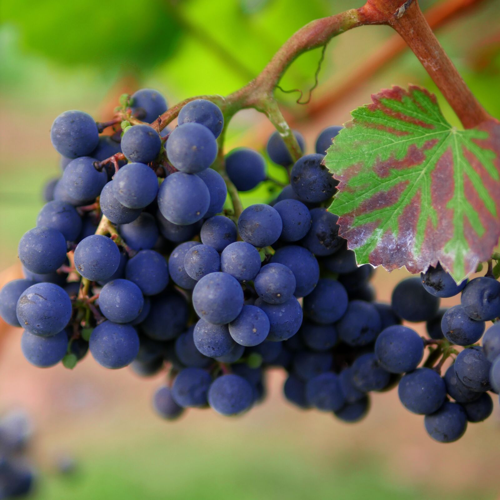 Panasonic Lumix DMC-GX8 sample photo. Grapes, red wine, vineyard photography