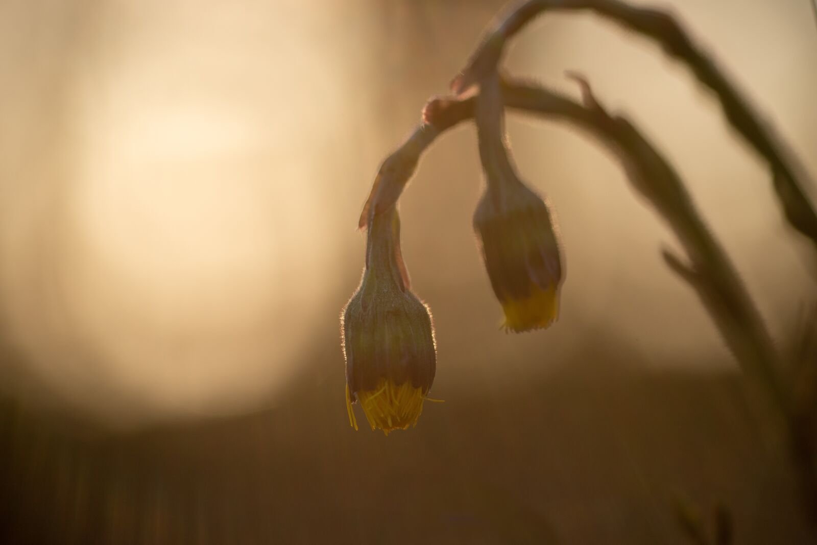 Canon EOS 6D Mark II sample photo. Coltsfoot, yellow, sun photography