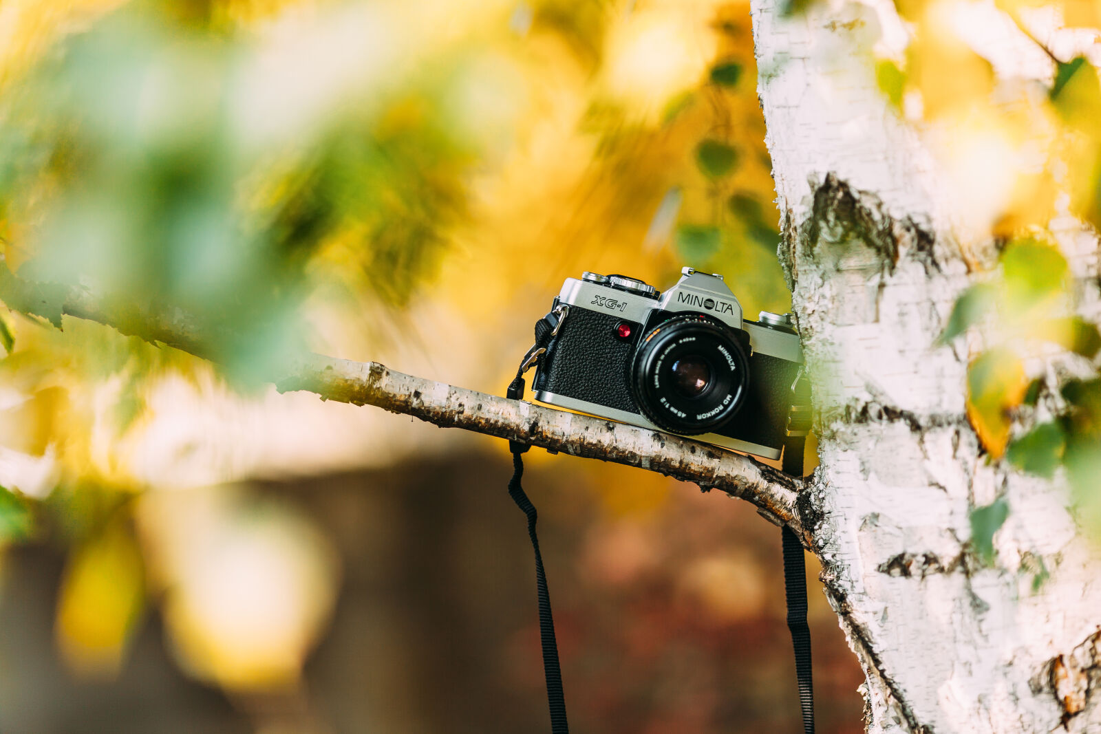 Canon EF 135mm F2L USM sample photo. Branch, camera, minolta, tree photography