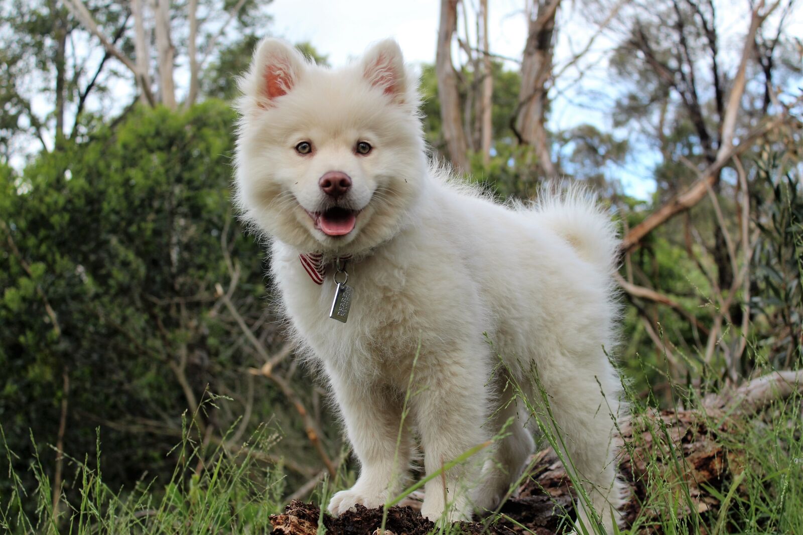 Canon EOS 1200D (EOS Rebel T5 / EOS Kiss X70 / EOS Hi) sample photo. Happy, dog, animal photography