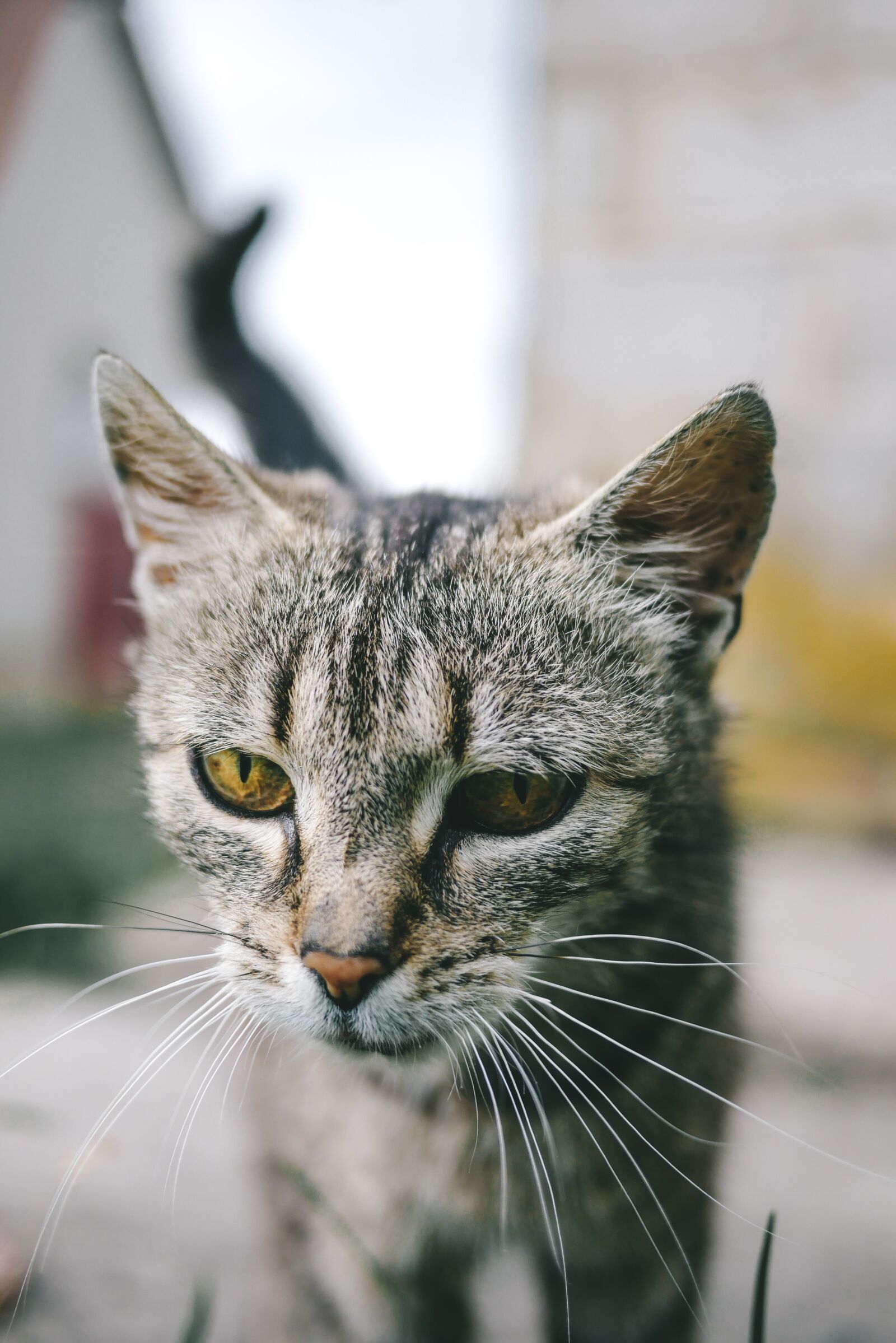 Panasonic Lumix DMC-GX85 (Lumix DMC-GX80 / Lumix DMC-GX7 Mark II) + LUMIX G 20/F1.7 II sample photo. Cat, animal, the head photography