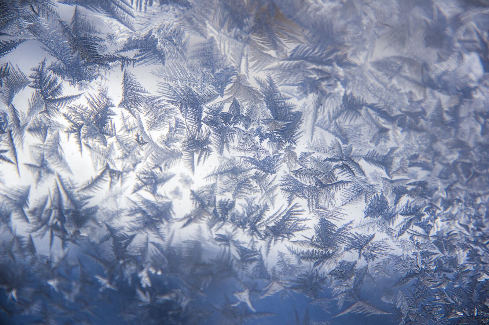 Pentax K-3 II sample photo. Frost, window, cold photography